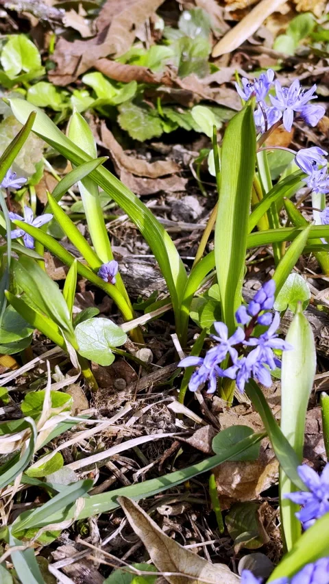First spring flowers blooming in a botanical garden 動画素材 331654783