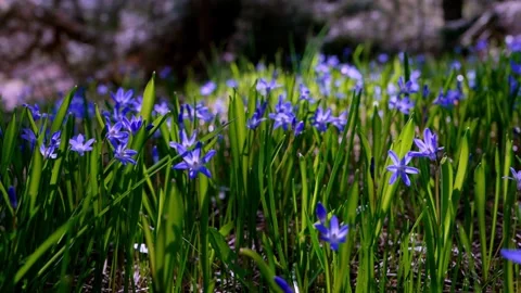 First spring flowers blooming in nature. squill, Scilla luciliae Stock Footage 331825836