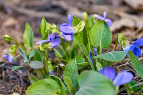 The first spring flowers of blue on the background of fallen leaves in the Stock Photos