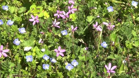 First spring flowers blue fotget-me-nots and pink flowers Stock Footage 305587785
