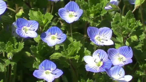 First spring flowers blue fotget-me-nots in grass closeup view. 動画素材 305587937
