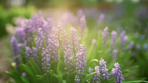 First spring flowers blue snowdrops blossom in the rays of the morning sun. Stock Footage 203919924