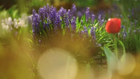 First spring flowers blue snowdrops blossom in the rays of the morning sun. 動画素材 203919935