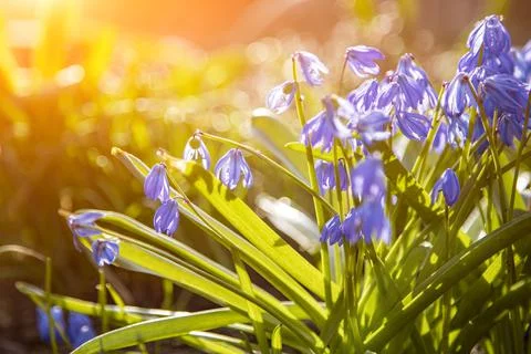 First spring flowers blue snowdrops in the sun. close-up soft focus, creative Stock Photos
