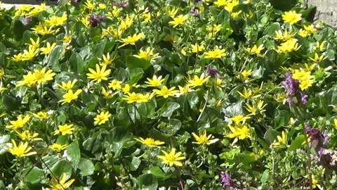 First spring flowers buttercups (yellow cups) on meadow Stock Footage 238941550