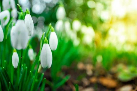 First spring flowers. Close up of snowdrop flowers blooming in a garden, spri Foto stock