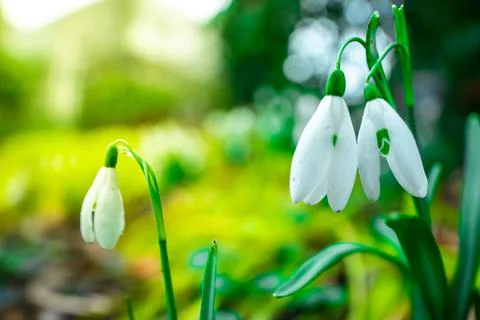 First spring flowers. Close up of snowdrop flowers blooming in a garden, spri Stock Photos