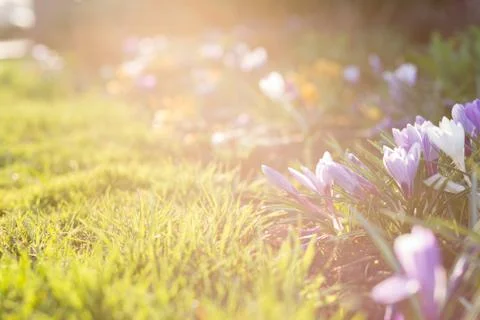 First spring flowers with copy space Stock Photos