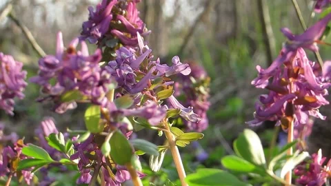First spring flowers Corydalis paczoskii Stock Footage 152376172
