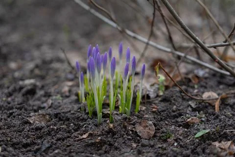 First spring flowers crocus 스톡 사진