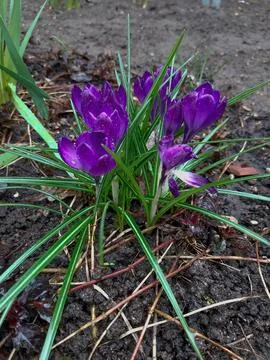First spring flowers, Crocus, saffron Stock Photos
