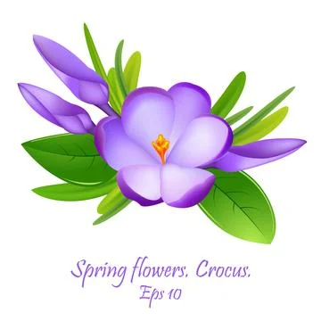 The first spring flowers crocus. spring flowers crocuses. Cute compositions.. 스톡 일러스트