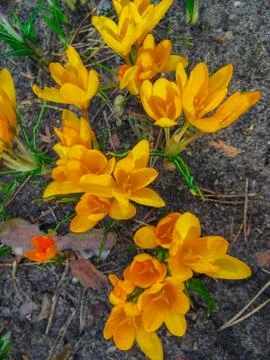 The first spring flowers crocus. spring fragrant flowers of crocus and green  Stock Photos