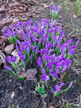 The first spring flowers crocus. White spring fragrant flowers of crocus and  Stock Photos