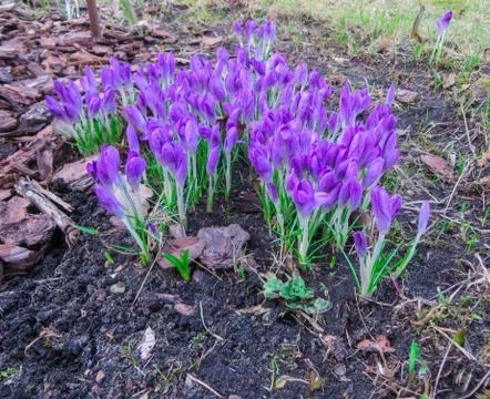 The first spring flowers crocus. White spring fragrant flowers of crocus and  Stock Photos