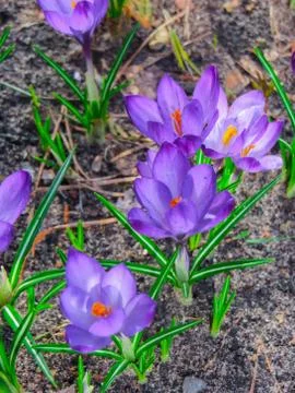 The first spring flowers crocus. White spring fragrant flowers of crocus and  Stock-Fotos