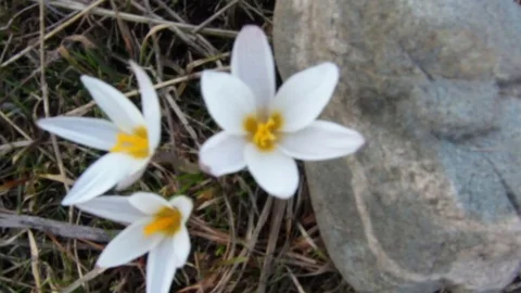 First spring flowers crocus in the woods. Wild white crocus in the snow Stock Footage 74353000