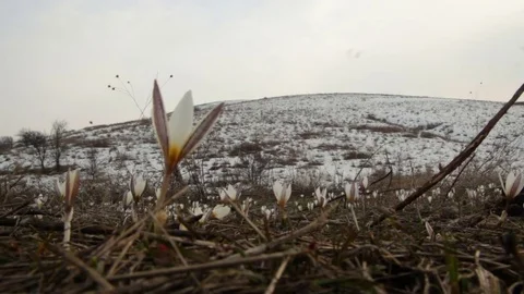 First spring flowers crocus in the woods. Wild white crocus in the snow Stock Footage 74366031