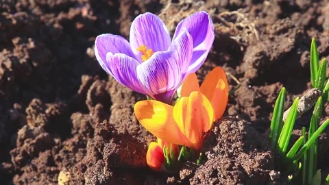 The first spring flowers of crocuses are pleasing to the eye Stock Footage 194966314