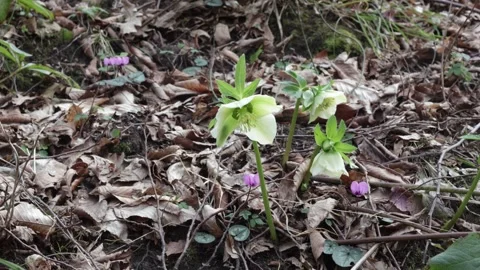 The first spring flowers on the edge of the forest, the rebirth of life Stock Footage 268953050