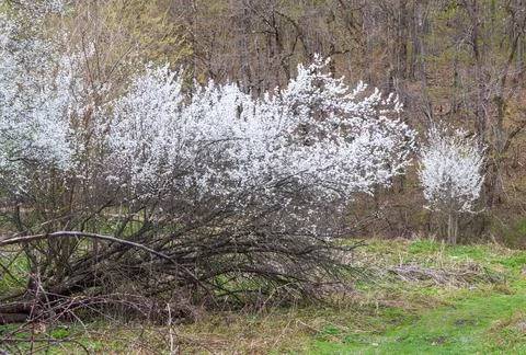 The first spring flowers, flowering trees, outdoor walks in a nature park wit Stock Photos