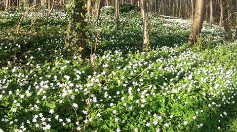 First spring flowers. Stock Footage 36806892