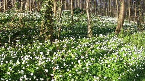 First spring flowers. Stock Footage 36807309