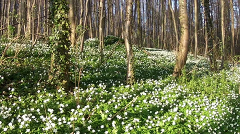 First spring flowers. Stock Footage 36807538