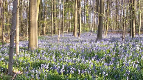 First spring flowers. Stock Footage 37209521