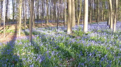 First spring flowers. Stock Footage 37210827