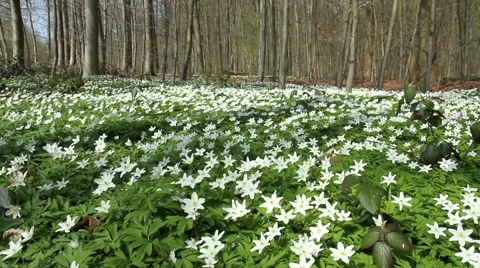 First spring flowers. Stock Footage 49038125