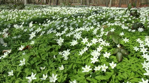 First spring flowers. Stock Footage 49038443