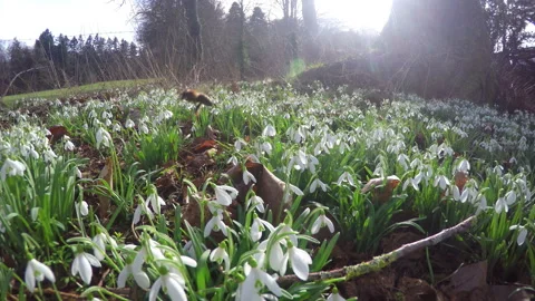 First spring flowers. Stock Footage 86937226