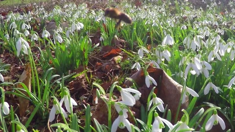 First spring flowers. Stock Footage 86937410