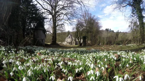 First spring flowers. Vídeo Stock 86939378