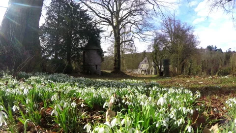First spring flowers. Video stock 86942466