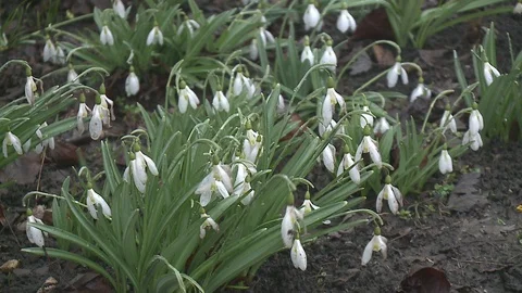 First spring flowers Stock Footage 128539654