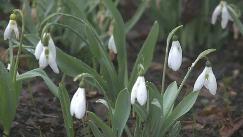 First spring flowers Stock Footage 128539686
