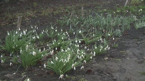 First spring flowers Stock Footage 128539689