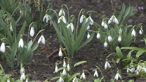 First spring flowers Stock Footage 128539701