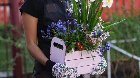 First spring flowers Stock Footage 129792827