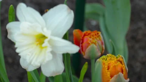 First spring flowers Video stock 156249649