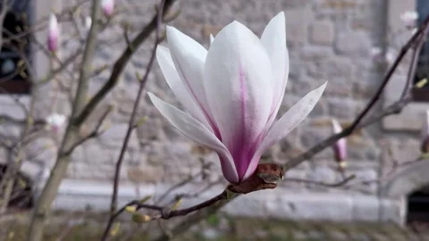 First spring flowers Stock Footage 269213704