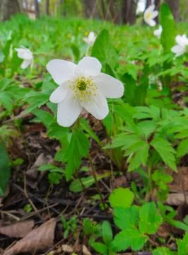 The first spring flowers, a forest anemone. Stock Photos