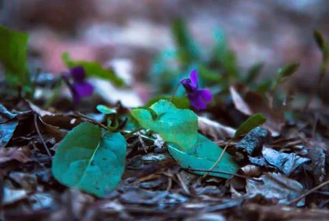 The first spring flowers in a forest clearing Stock Photos