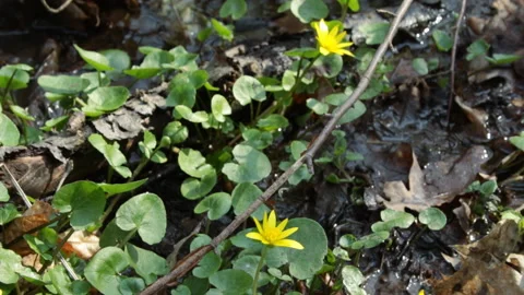 First spring flowers in the forest Vidéo 153276873