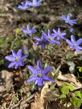First spring flowers in the forest Stock-Fotos