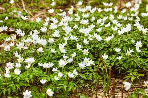 The first spring flowers in the forest - white snowdrops Stock Photos