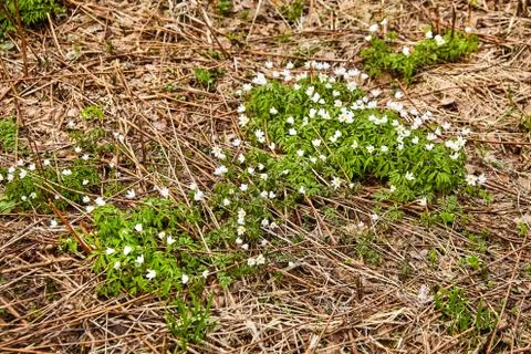 The first spring flowers in the forest - white snowdrops Stock Photos