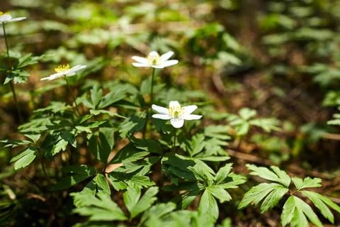 The first spring flowers in the forest - white snowdrops Stock Photos